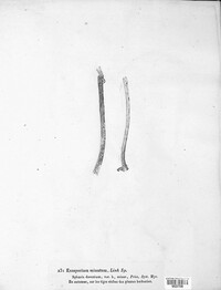 Exosporium minutum image